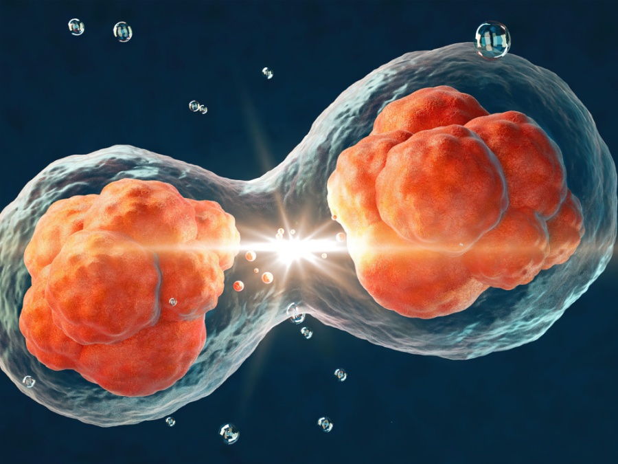 17208012173845104cell31_副本.jpg cell31_副本.jpg